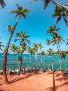 palm trees on beach shore during daytime